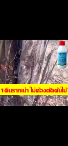 เรือจากกรุงเทพฯ สารกำจัดวัชพืช 200 มล นักฆ่าต้นไม้ นักฆ่าวัชพืช ตีรากโดยตรง กำจัดวัชพืชและต้นไม้อย่างมีประสิทธิภาพ ยาฆ่าต้นไม้ใหญ่