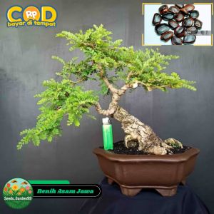40 BUTIR BIJI/BENIH TANAMAN ASAM JAWA (Bahan Bonsai)