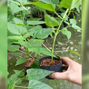 Cây sâm ớt cây hoa phấn cây bông phấn tứ quý
