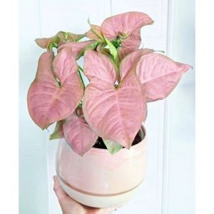 bunga hidup murah singonium pink neon