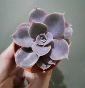 Ready stock 🇲🇾 Succulents 🌿 Echeveria Perle von Nurnbeg紫珍珠