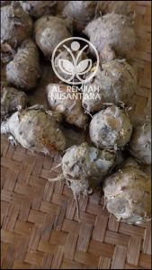 Biang Kunyit Segar Organik 1 kg - Super Tua