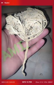 Herbal Membantu Persalinan Rumput Fatimah Original Made in KSA (( Saudi ))