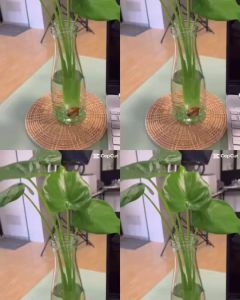 นางกวัก (จำนวน 1 ต้น) สามารถเลี้ยงน้ำได้ ความยาวต้นประมาณ 25 cm ไม้ฟอกอากาศ ต้นไม้มงคล ต้นไม้ ต้นไม้ในร่ม ต้นไม้ในออฟฟิศ