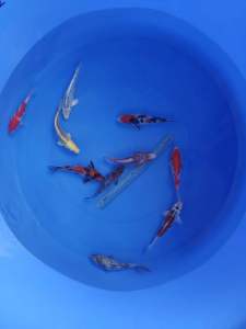 🇯🇵GENUINE JAPAN KOI 18/19cm 10pcs ONE SHOT GO COMBO at 3988 ( all high grade koi ) + shipping 50 ( HOSHIKIN FARM )