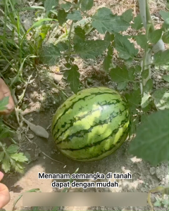 Watermelon Fruit Support Holder | Tatakan Penyangga Penopang Buah Semangka