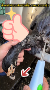 เครื่องถอนขนไก่ไฟฟ้า ถอนขนเป็ด ที่ถอนขนไก่ ถอนขนไก่ มือถือสัตว์ปีกไฟฟ้าถอนขนเครื่องมือ ถอนขนเป็ดสำหรับห่านตุรกี รวดเร็ว