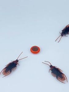 20Pcs Cockroach Killer Roach Traps Roach Bait Roach Motel Cockroach Repeller Insecticides Pesticides Long Acting Cockroach Killer Insect Killer Cockroach Medicine Household kitchen Japanese Cockroach Gel Bait