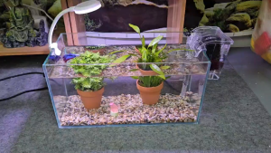 Bể cá 33 cm với 7 món (bể 33cm sỏi nền máy lọc đèn led uốn D1s 2 cốc cây thủy sinh phụ kiện chậu cây nhựa)