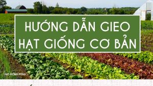 Hạt giống Kinh giới RADO 11 (1g) - Hạt giống Rạng Đông