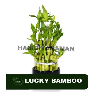 Tanaman Hias BAMBU HOKI PAGODA 3 TINGKAT - Bambu Rejeki Tanaman Unik - Tanaman Bambu Dekorasi Rumah