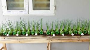 BUNCHING ONION/DAHON NG SIBUYAS (120pcs seeds) JACKOU VARIETY/EASY TO GROW/HYBRID
