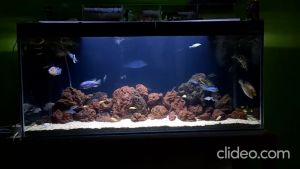 Batu LAVA ROCK KARUNGAN Aquascape Aquarium LAVAROCK LARVA ROCK