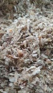 VỤN SƠ MƯỚP THÔ ÍT LÔNG[HỘP 100GR/HỘP 50GR]CÓ QUÀ CHƯNG-YẾN SÀO CÔ BA-NGUYÊN CHẤT KHÔNG ĐƯỜNG