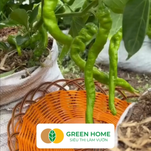 Hạt Giống Ớt Ngọt Trái Dài GreenHome Gói 02gr~25 hạt Dễ Trồng Quanh Năm Nảy Mầm Cao Thu Hoạch Nhanh Năng Suất Cao G16