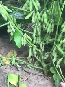 Green Soybean Edamame Soya Beans Vegetable Seeds ( 20 seeds ) - Edamame Seeds
