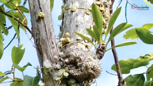 Teh Herbal Sarang Semut Teh Celup meredakan Rematik dan Asam Urat Halal BPOM 20 kantong