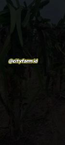 Pupuk Booster 88 Pelebat Buah Paket 3 Botol 500ml Ekstra 12% Paclobutrazol