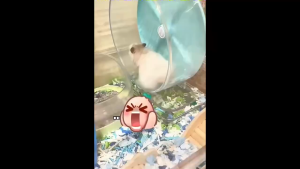 ✨Roda Larian Hamster Senyap Tinggi Galas Berkembar Selamat Telus Mudah Dibersihkan Pelbagai Saiz 18/24cm. Alatan Haiwan Peliharaan✨