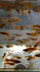 Pure Gold Yellow Guppy (Male & Female)