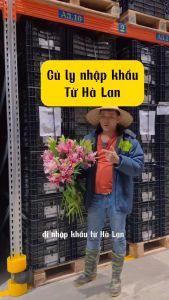 COMBO 10 CỦ LY CAO THƠM KÉP Tặng 1 Củ 7 Quà - Hàng nhập khẩu Hà Lan Loại siêu bôngnhiều màu sắc