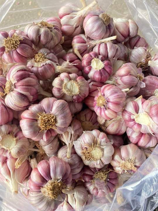 (Mi%E1%BB%85n%20ph%C3%AD%20ship%20100%25)%20#1Kg%20t%E1%BB%8Fi%20t%C3%ADm%20%C4%91%C3%A0%20l%E1%BA%A1t%20th%C6%A1m%20ngon,%C4%91%E1%BA%A1t%20chu%E1%BA%A9n%20lo%E1%BA%A1i%201(t%E1%BB%8Fi%20c%C3%B4%20%C4%91%C6%A1n,t%E1%BB%8Fi%20l%C3%BD%20s%C6%A1n,t%E1%BB%8Fi%20t%C3%ADm,h%C3%A0nh%20t%C3%ADm%20l%C3%BD%20s%C6%A1n,h%C3%A0nh%20t%C3%ADm%20phan%20rang,h%C3%A0nh%20t%C3%ADm%20%E1%BA%A5n%20%C4%91%E1%BB%99%20-%20Image%203