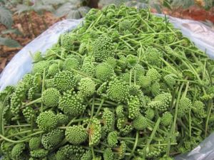 Nụ hoa tam thất Trà hoa tam thất