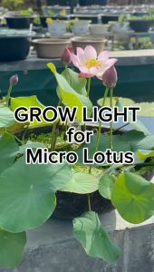 【Sean Planters‘】LED Plant Grow Light Bulb Full Spectrum E27 10W 24W 36W for Micro Lotus Indoor House Plant Succulent Staghorn