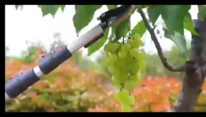 เครื่องตัดแต่งกิ่งไม้แบบยาวพิเศษ การตัดสำหรับสวน 1/2นิ้ว ประเภท Bypass Pruner และ Pruning Shears สำหรับกรรบการตัดกิ่งไม้