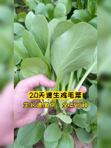 Vegetable seeds - high-yield chicken hair vegetable seeds sown throughout the year easy to grow Chinese cabbage (harvested in 18 days)