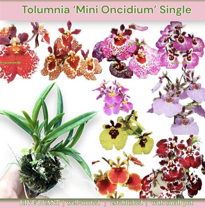 Bobik bekasi jinsiy aloqasini sikdi Mushuk va mushuklar