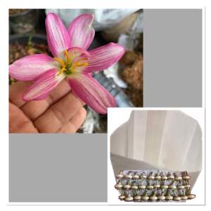 หัวดอกบัวดิน Sweet Rabbit หัวละ 20 บาท