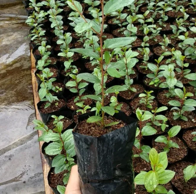 Bibit%20pohon%20Bidara%20Arab%20-%20Image%202