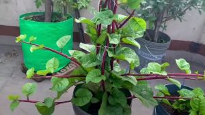 Spinach seeds (50-76 seeds) - Green Malabar Spinach / Red Ceylon Spinach
