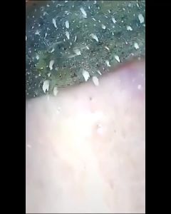 TWG Peel Off Mask  Masker Komedo Hidung Ampuh Pembersih Pori Wajah Lembut Halus Cindynal BPOM