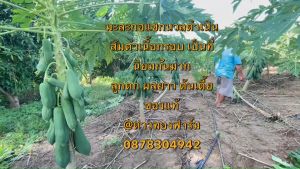 เมล็ดพันธุ์ มะละกอแขกนวลดำเนิน ลูกดก ต้นเตี้ย เนื้อกรอบ (มะละกอส้มตำ)