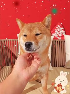 áo nỉ - áo ấm - áo in hình múa lân phát tài dành cho chó mèo - T3 PETS SHOP