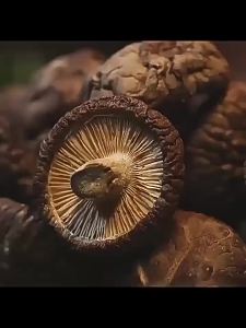 Sulfur Free Thick Dried Shiitake Mushrooms