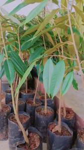 ต้นทุเรียนมูซังคิงหรือมูซานคิงเสียบยอดแล้วพร้อมปลูกสูง40-60ชม.ชุด15ต้น*แถม1ต้น