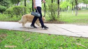 Steel Elevated Pet Mattress for Cat & Dog with Rustless Aluminum Frame Detachable Parts Set & Cloth