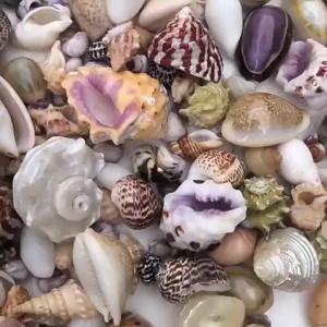 MOLORE | Philippines Seashell DIY Decoration Material