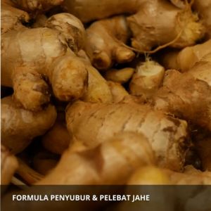 Obat Penyubur Tanaman Jahe / Pupuk Penyubur Tanaman Jahe Merah Emprit / Pupuk Pembesar Umbi Jahe