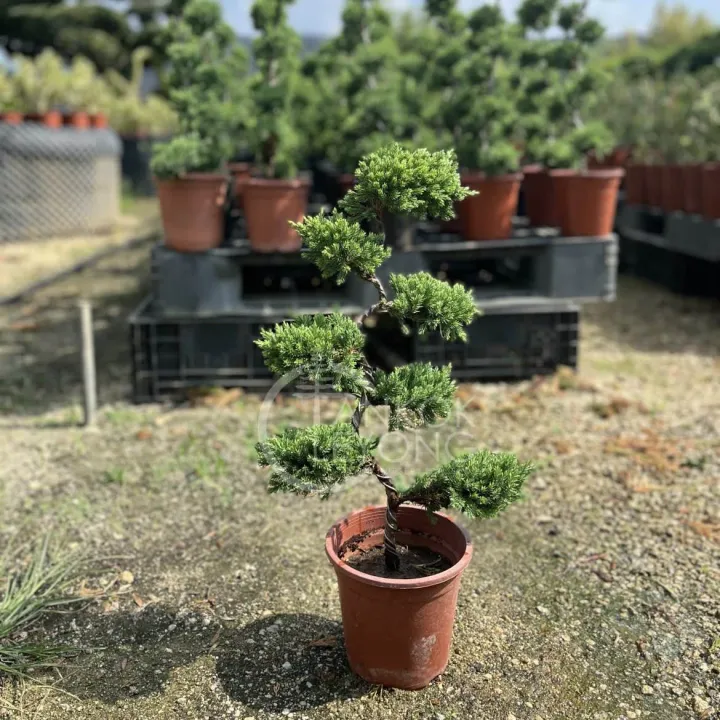 TKL - Outdoor Bonsai FengShui Plant Kishū Juniperus/ Juniperus 5