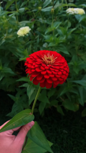 Benih DAHLIA RED Biji Bibit Bunga
