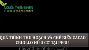 3 GÓI BỘT CACAO CRIOLLO HỮU CƠ NGUYÊN CHẤT 200gram PERU-chứng nhận hữu cơ Mỹ USDA