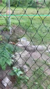 Jaring Ayam Lubang 2x2 cm & Pagar Ayam Lebar 4 Meter