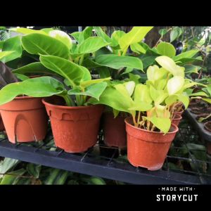 8.5inc 21.5cm Pasu Pokok Bunga Plastic Flower Pot - 210/H with handle