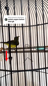 (PROMO) Vitamin Plus Doping Burung Gacor Seketika BLACK JACK By Bilbost Doping Burung Murai Batu Sogon Semua Burung Lomba