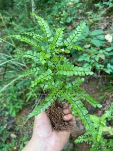 Dương xỉ tóc sẻ quạt (củ giống)