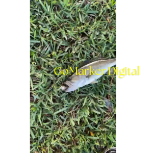 GO Tang Kail Pancing Fishing Hook Remover Curved Mouth Design - EB20